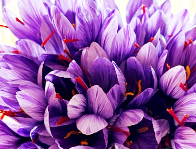 Saffron 1000mg